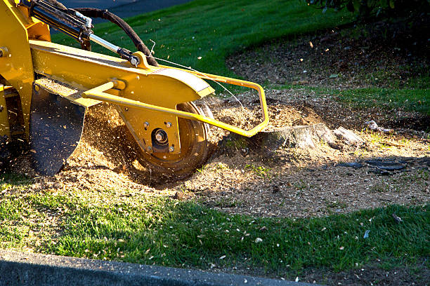 Dead Tree Removal in Glenpool, OK